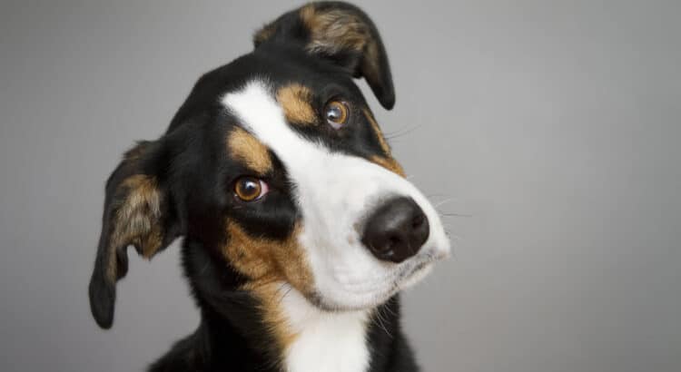 Bazoef - portrait bodeguero chiot chien avec la tete inclinee 750x410 1