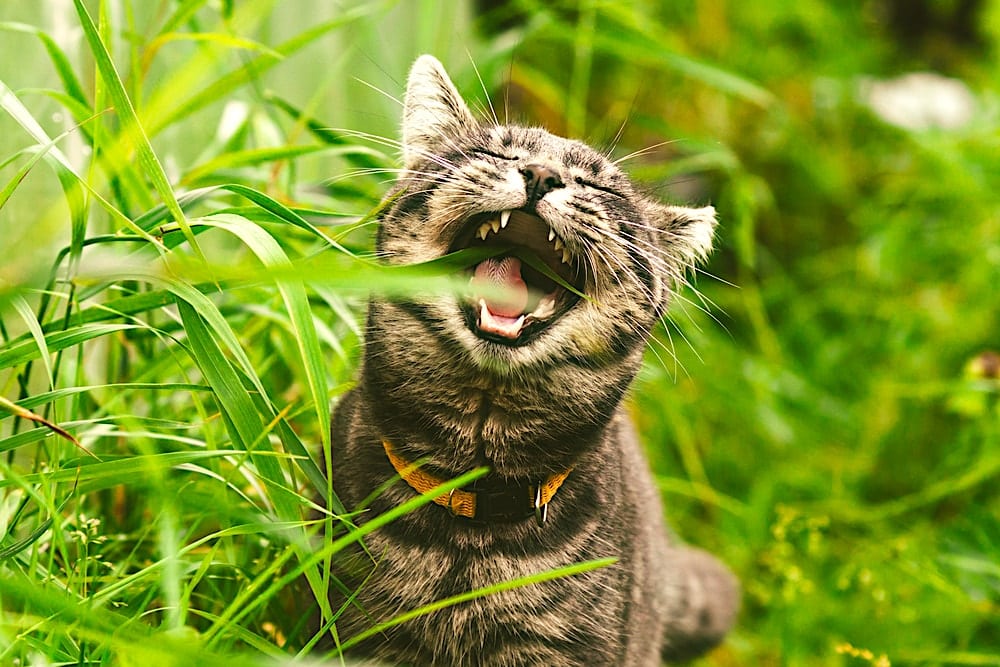 Bazoef - pourquoi chats mangent herbe etude min